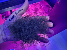 Load image into Gallery viewer, Handful Chaetomorpha