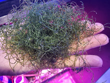 Load image into Gallery viewer, Handful Chaetomorpha