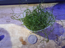 Load image into Gallery viewer, Chaetomorpha shot glass