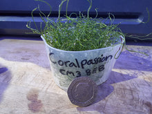 Load image into Gallery viewer, Chaetomorpha shot glass