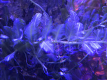 Load image into Gallery viewer, Caulerpa sertularioides