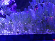 Load image into Gallery viewer, Caulerpa sertularioides