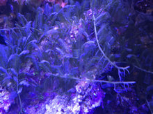 Load image into Gallery viewer, Caulerpa sertularioides