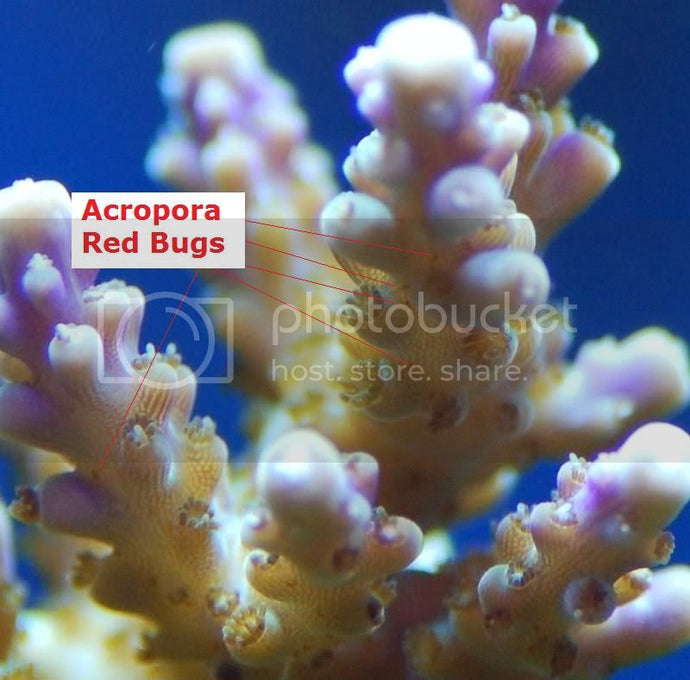 ACROPORA RED BUGS
