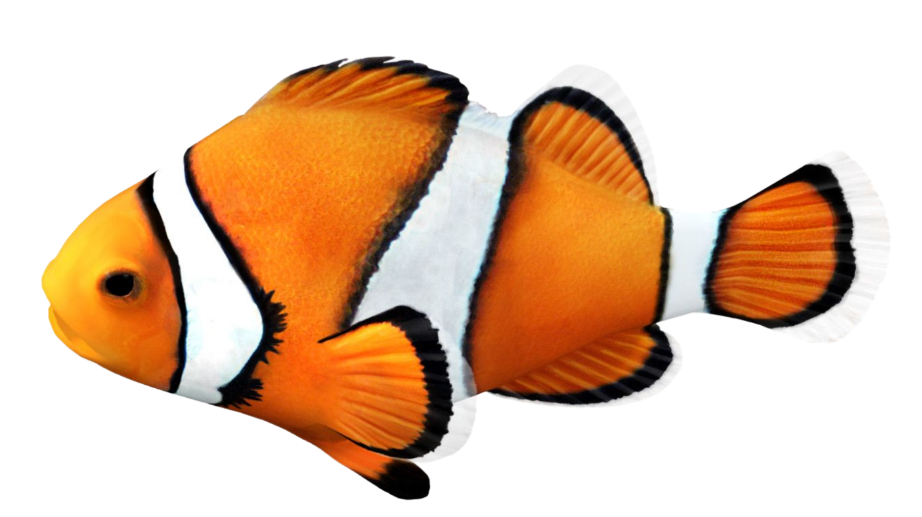 Marine aquarium fish 2024 shops near me