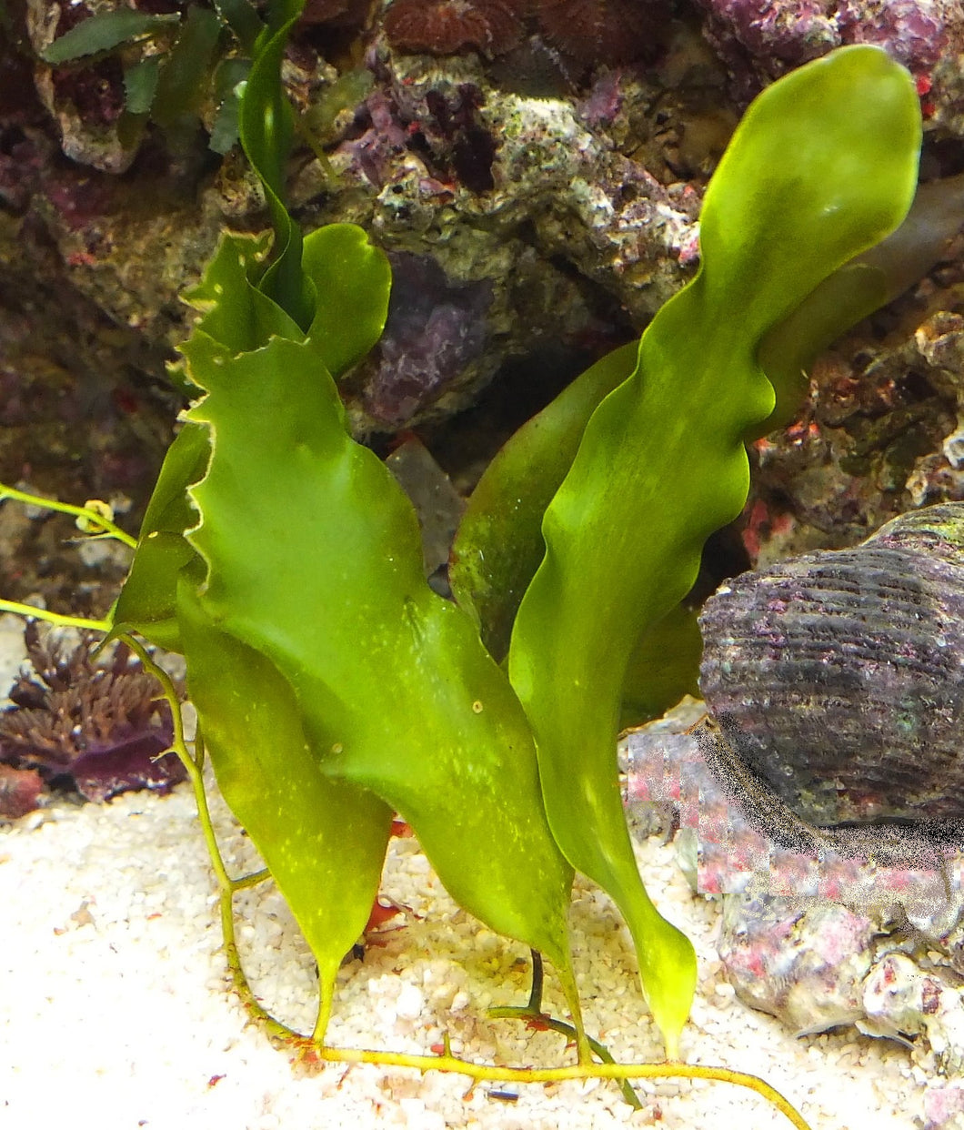 Caulerpa Prolifera. Runner with five blades. Live marine algae.